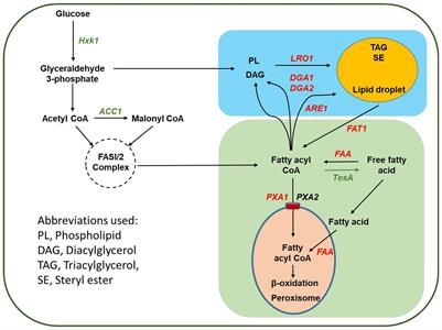 Metabolic Engineering of Oleaginous Yeast Yarrowia lipolytica for Overproduction of Fatty Acids